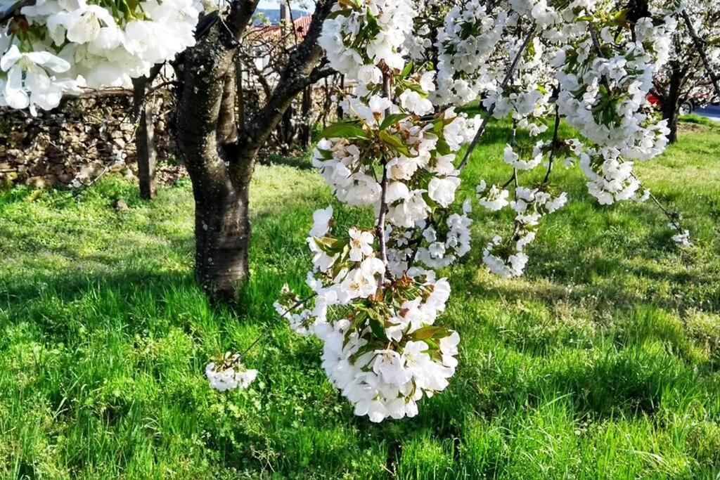 A Tintureira Villa São Martinho de Antas Kültér fotó